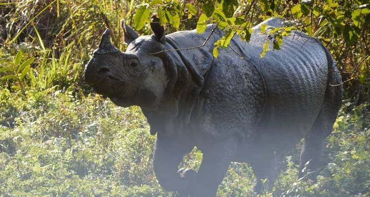 Circuito de Katmandú a Chitwan - World Himalayan Destination Pvt Ltd 10