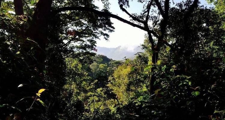 Trek dans les gorilles et de canoë sur le lac Bunyonyi - 5 jours - Bamboo Ecotours 7