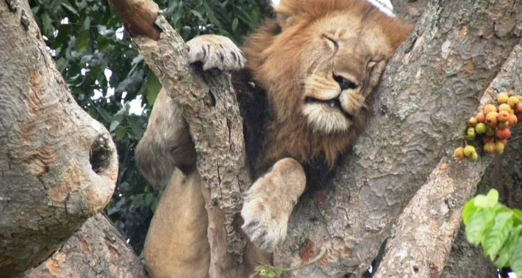 7 Day Gorillas, Wildlife, Lake Bunyonyi and Chimp Trek - Bamboo Ecotours 6