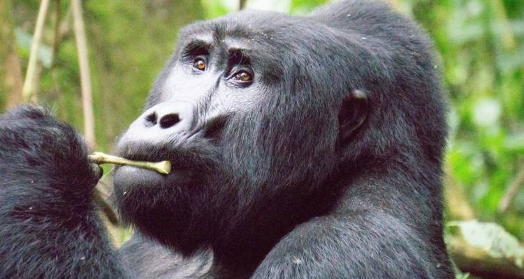 7 Day Gorillas, Wildlife, Lake Bunyonyi and Chimp Trek - Bamboo Ecotours 7