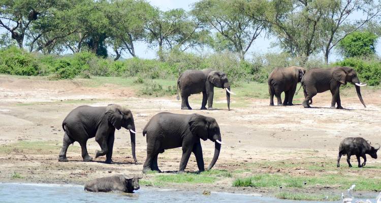7 Day Gorillas, Wildlife, Lake Bunyonyi and Chimp Trek - Bamboo Ecotours 3
