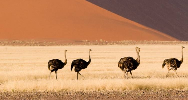 Exploration de la Namibie - avec hébergement - 10 jours - Discovery Transfers and Tours 9