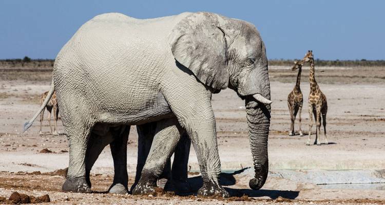 Large elephant walking with giraffes in the background.