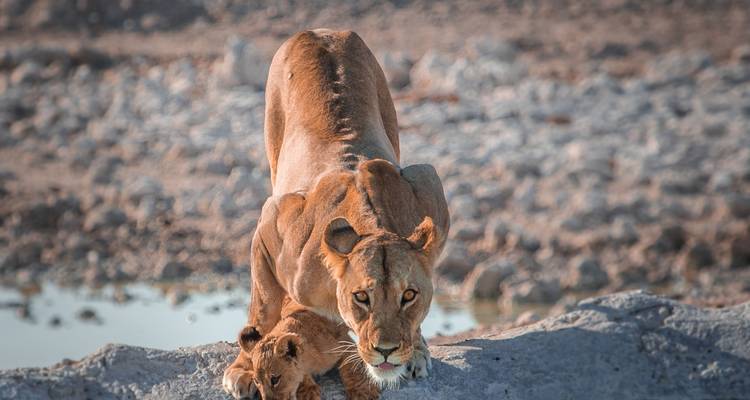 Exploration de la Namibie - avec hébergement - 10 jours - Discovery Transfers and Tours 3
