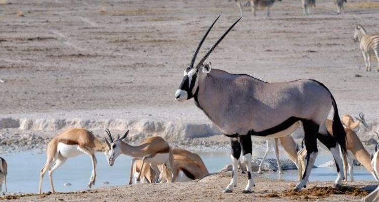 Exploration de la Namibie - avec hébergement - 10 jours - Discovery Transfers and Tours 7
