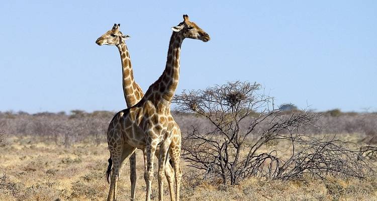 Two giraffes standing together in a barren landscape.