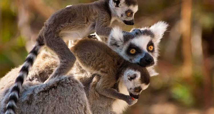 Madagascar Baobabs & Beyond - Intrepid Travel 7