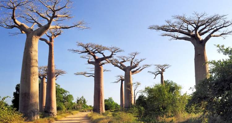 Des baobabs imposants bordent une piste en terre sous un ciel bleu éclatant de l'après-midi.