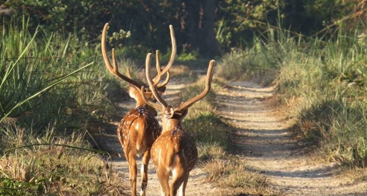 Paquete turístico de lujo de 10 días - Dhulikhel Katmandú Chitwan - E.H.T Travel 6