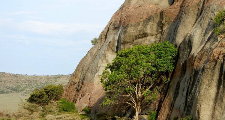 Close-up view of a rocky cliff with a tree growing against it