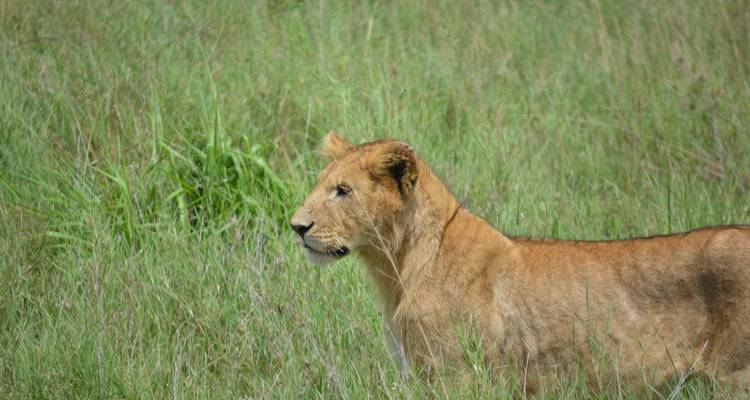 Close-up of a lioness walking through tall grass.