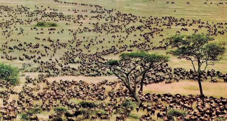 Aerial view of a large wildebeest migration on a savannah