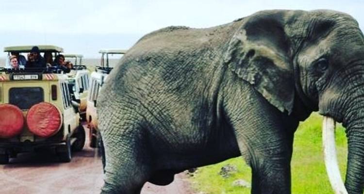 5 días Tarangire, Serengeti y Cráter del Ngorongoro - Safari Trackers Adventure 5