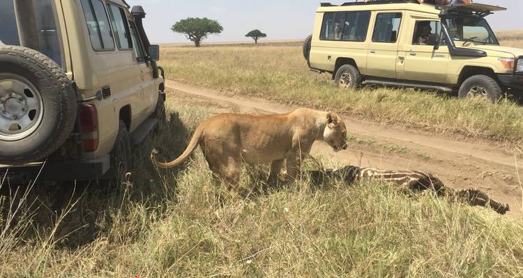 5 días Tarangire, Serengeti y Cráter del Ngorongoro - Safari Trackers Adventure 4