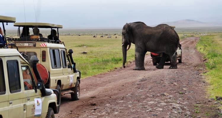An elephant crossing a dirt road with safari vehicles observing.