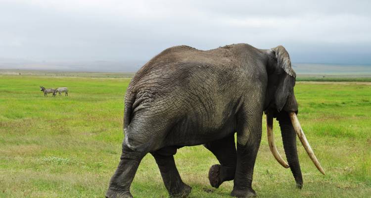 An elephant walking in a grassy field with distant zebras.