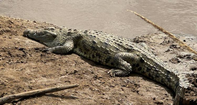 Crocodile resting by a riverbank.