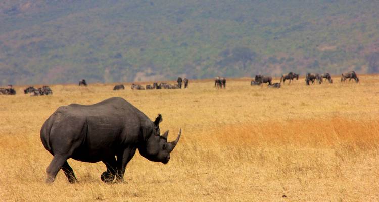Safari Tarangire, Lac Manyara et Cratère du Ngorongoro - 3 jours/2 nuits - Migration Venture Africa  10