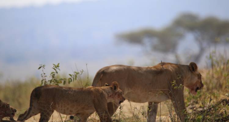 Safari Tarangire, Lac Manyara et Cratère du Ngorongoro - 3 jours/2 nuits - Migration Venture Africa  6