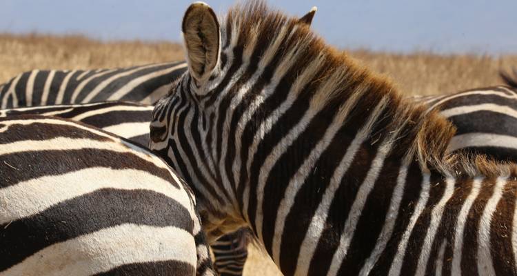 Safari Tarangire, Lac Manyara et Cratère du Ngorongoro - 3 jours/2 nuits - Migration Venture Africa  7