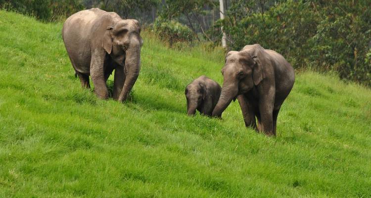 Amazing Kerala - Panda Experiences 2