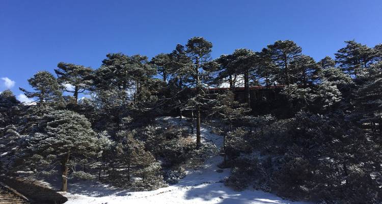 Snow-covered trees on a hill under a clear blue sky.