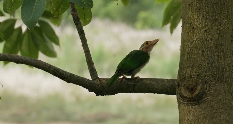 Excursión a Poon Hill y al Parque Nacional de Chitwan - Buna Treks & Expedition Pvt Ltd 4