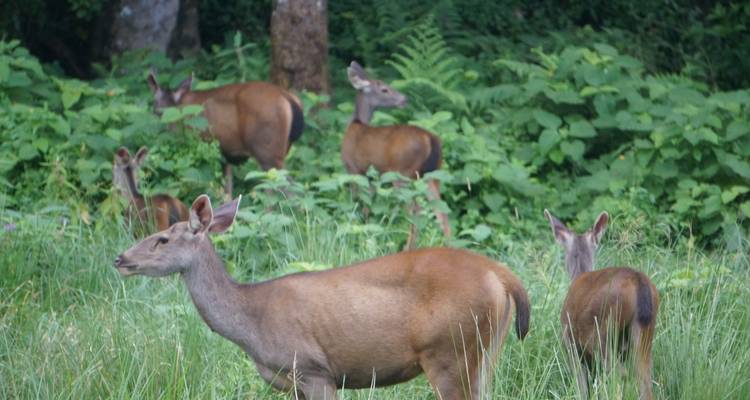 Excursión a Poon Hill y al Parque Nacional de Chitwan - Buna Treks & Expedition Pvt Ltd 6