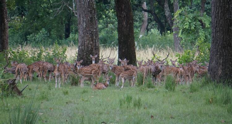 Excursión a Poon Hill y al Parque Nacional de Chitwan - Buna Treks & Expedition Pvt Ltd 1