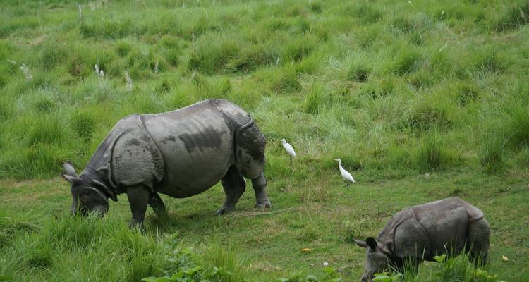 Excursión a Poon Hill y al Parque Nacional de Chitwan - Buna Treks & Expedition Pvt Ltd 7
