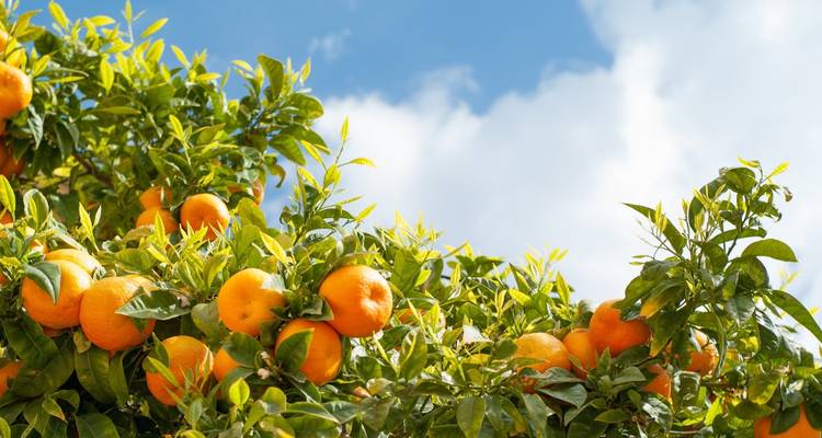 Naranjas brillantes cuelgan de ramas frondosas contra un cielo azul con nubes dispersas.