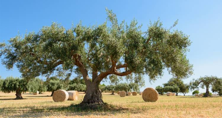 Self-Guided Cycling through Baroque Sicily - Exodus Adventure Travels 6