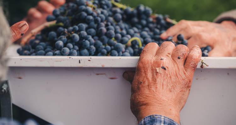 Des mains usées par le temps soulevant une caisse de raisins noirs fraîchement récoltés.