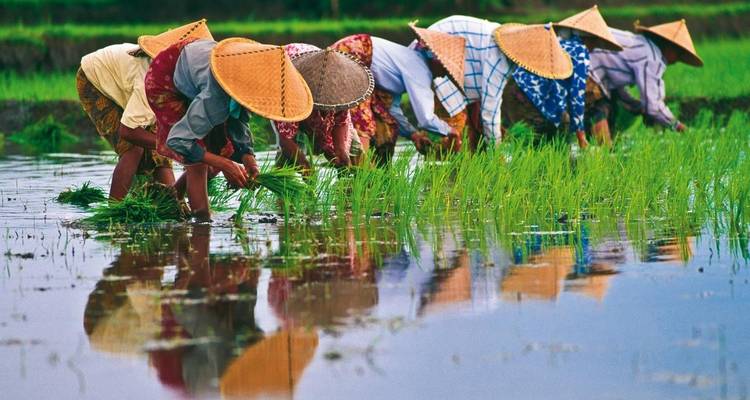 Agriculteurs travaillant dans une rizière avec leurs reflets.