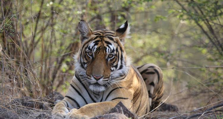 Triangle d'or avec Ranthambore et safari tigre - The Imperial Tours 7