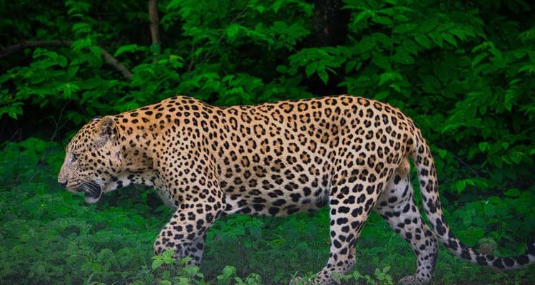 6-tägige private Luxustour durch das Goldene Dreieck mit Jhalana Leopard Safari - India Golden Triangle Tours  1