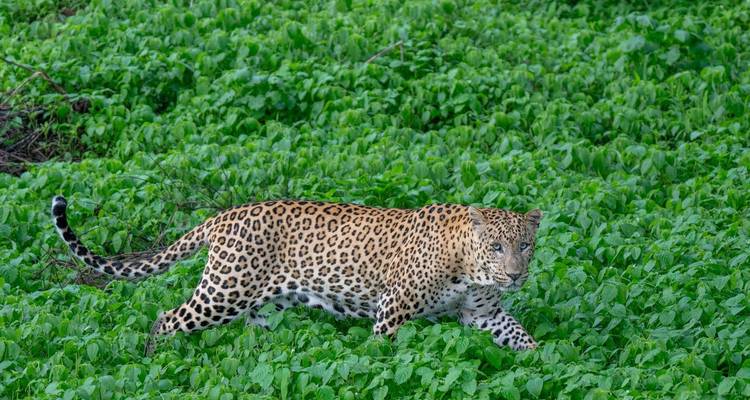 6-tägige private Luxustour durch das Goldene Dreieck mit Jhalana Leopard Safari - India Golden Triangle Tours  6