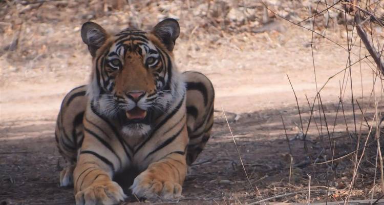 Tiger ruht auf dem Boden in natürlichem Lebensraum