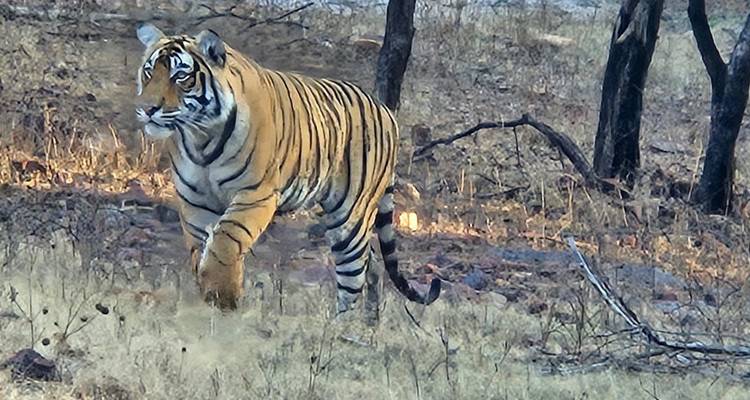 Tiger läuft durch trockenes Waldgebiet