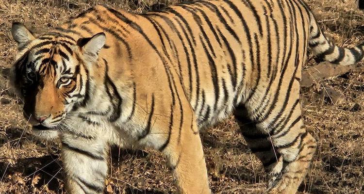 Tiger geht mit intensiver Konzentration