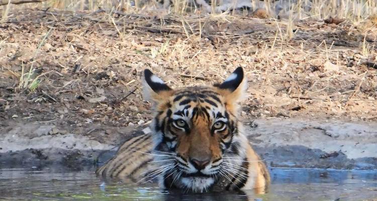 Tiger kühlt sich in einem Wasserloch ab