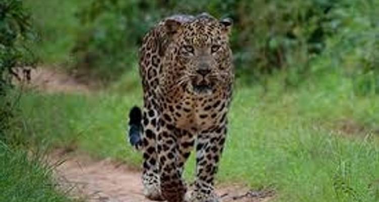 Wildlife Ranthambore Tiger safari Tour With Agra and Jaipur 04 Nights 05 Days - Essence India Tourism 2