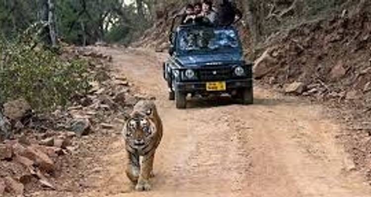Wildlife Ranthambore Tiger safari Tour With Agra and Jaipur 04 Nights 05 Days - Essence India Tourism 1