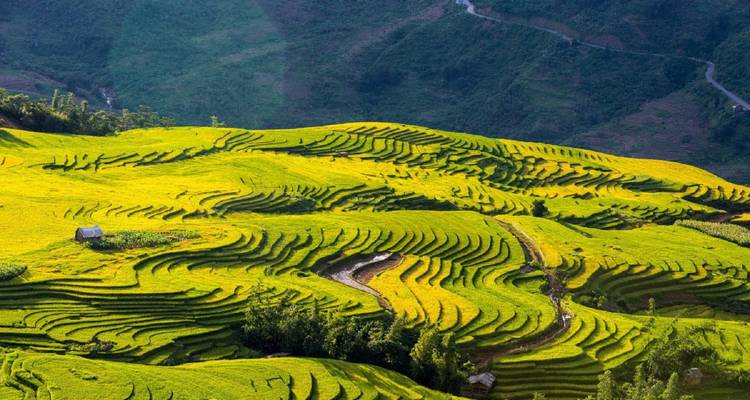 De vastes champs en terrasses verdoyants s'étendant jusqu'à l'horizon.