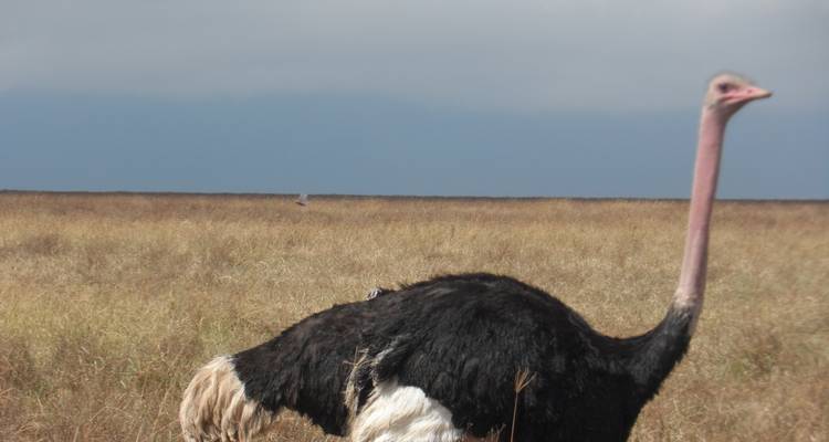 Strauß steht in offener Ebene.