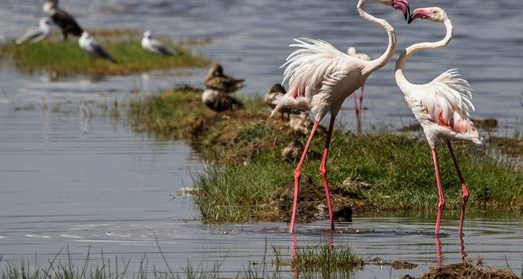 Kenya : Un safari classique avec Nairobi et Amboseli - Globus 1
