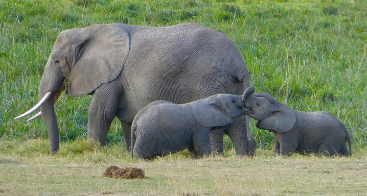 Kenya : Un safari classique avec Nairobi et Amboseli - Globus 3
