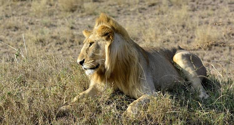 Kenya : Un safari classique avec Nairobi et Amboseli - Globus 6