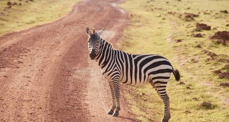 Kenya : Un safari classique avec Nairobi et Amboseli - Globus 2