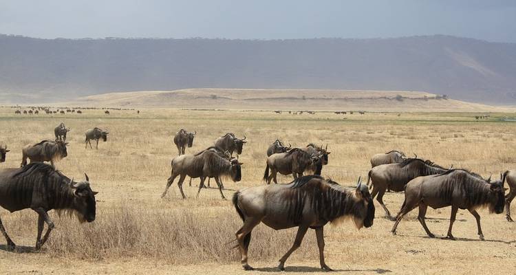 Tanzanie : Le Serengeti et au-delà avec Extended Serengeti - Globus 3